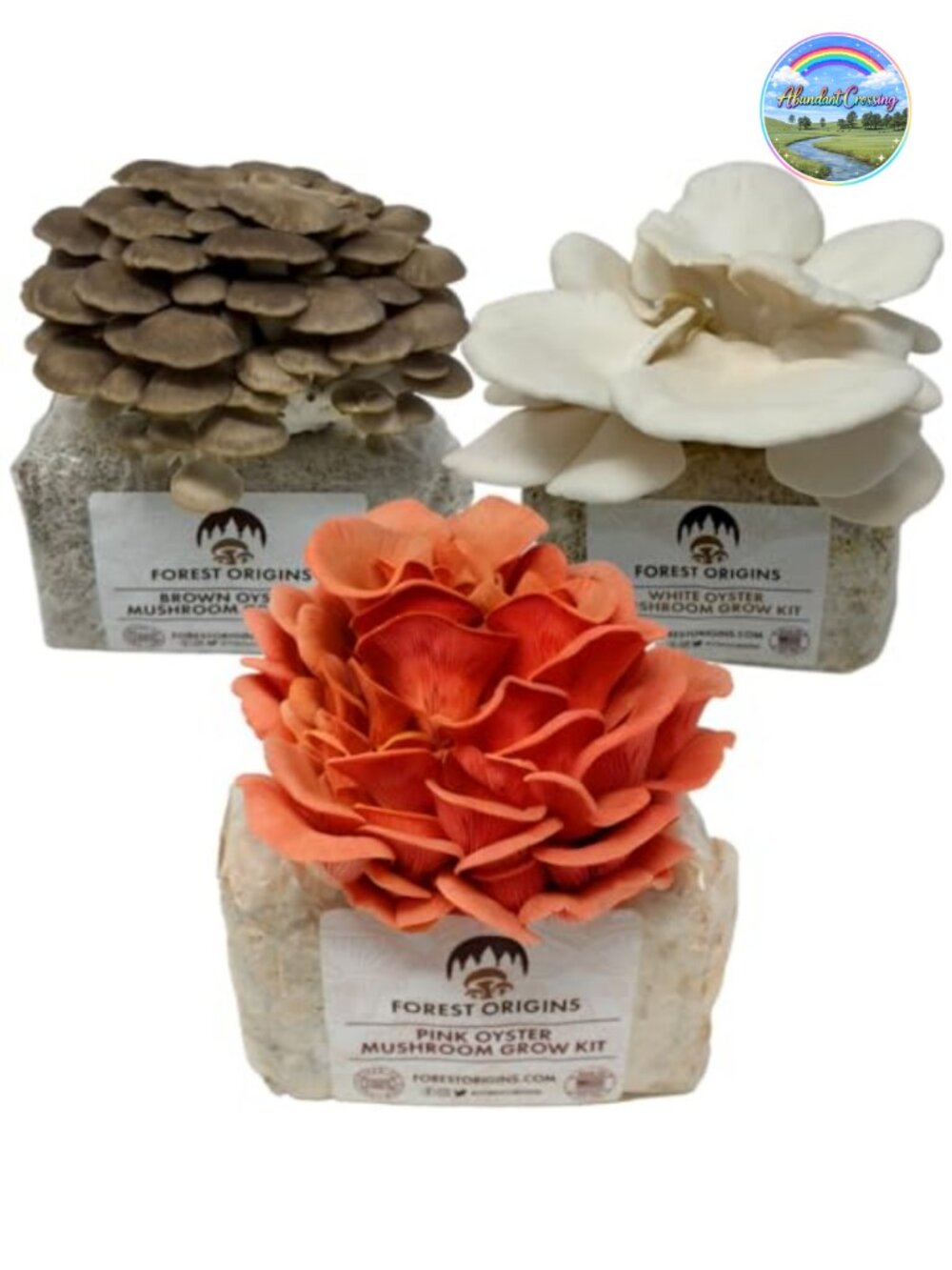 Oyster Mushroom Grow Kit 3-Pack Beginner Friendly Indoor Gardening